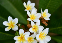 L’ylang-ylang des Comores : le parfum qui voyage dans les flacons de luxe